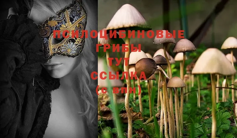 Псилоцибиновые грибы Magic Shrooms  Вологда 